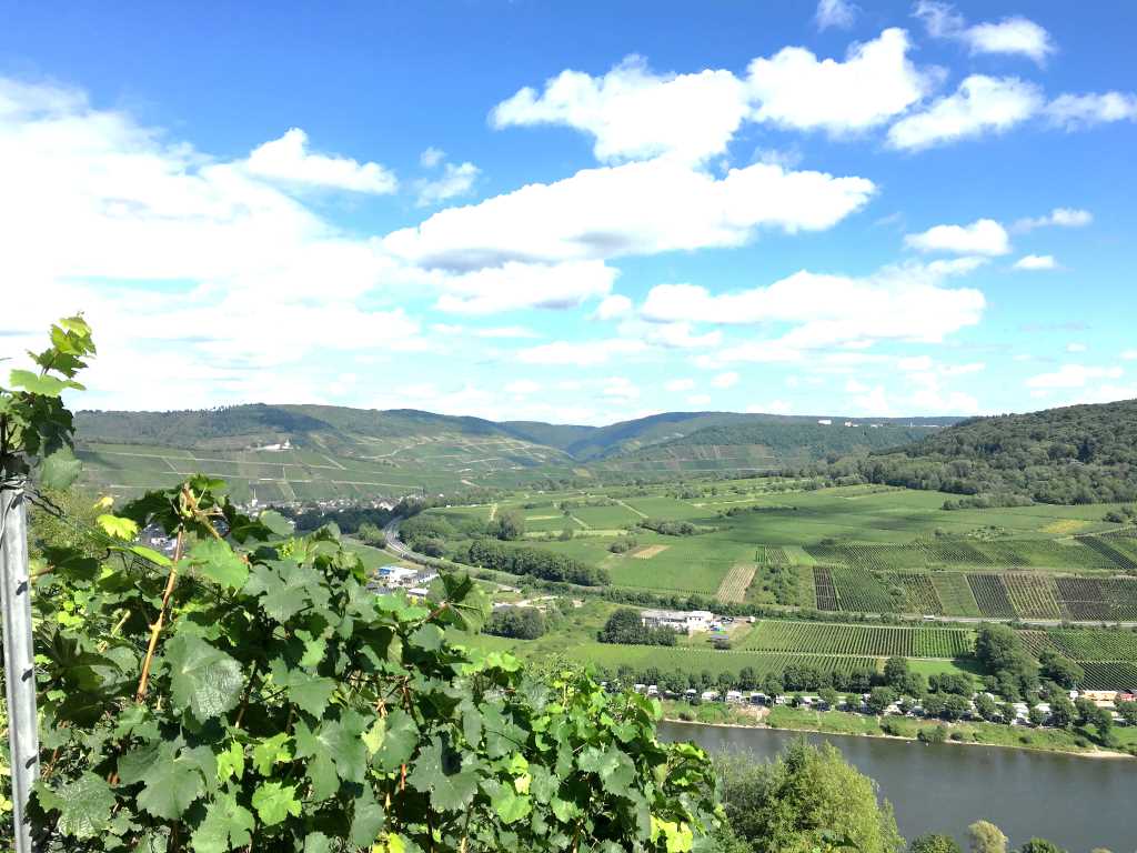 Blick auf Weinberge - Moselurlaub in Ferienhaus Maring, Kreuzberg 7, 54484 Maring-Noviand